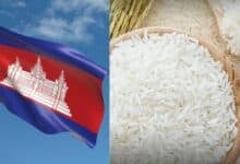 Cambodia accused of mislabelling rice as Thai jasmine in China