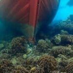 Thailand seeks 12m baht over coral reef damage by cargo ship | Thaiger
