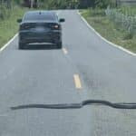King cobra stops car in Phayao, leaving woman terrified | Thaiger
