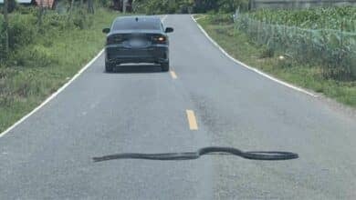 King cobra stops car in Phayao, leaving woman terrified