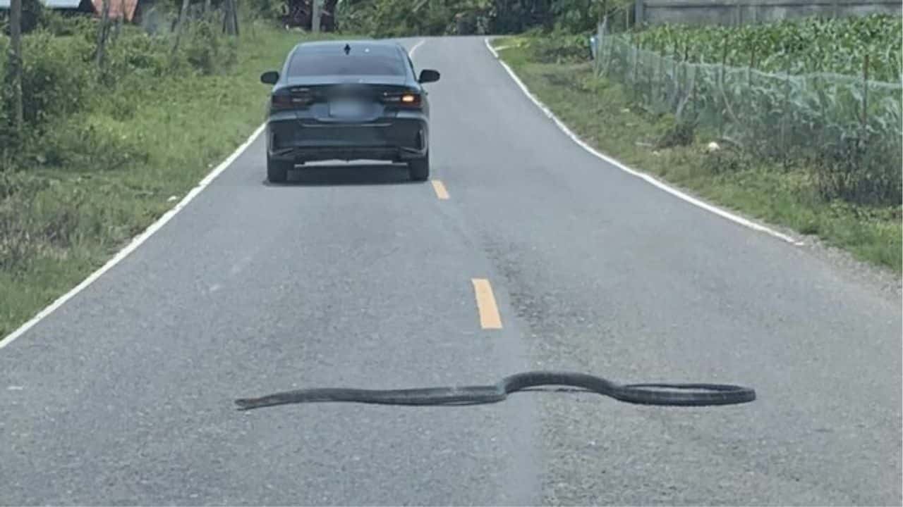 King cobra stops car in Phayao, leaving woman terrified