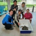 Phuket marine life in crisis as biologists save species