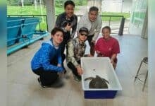 Phuket marine life in crisis as biologists save species