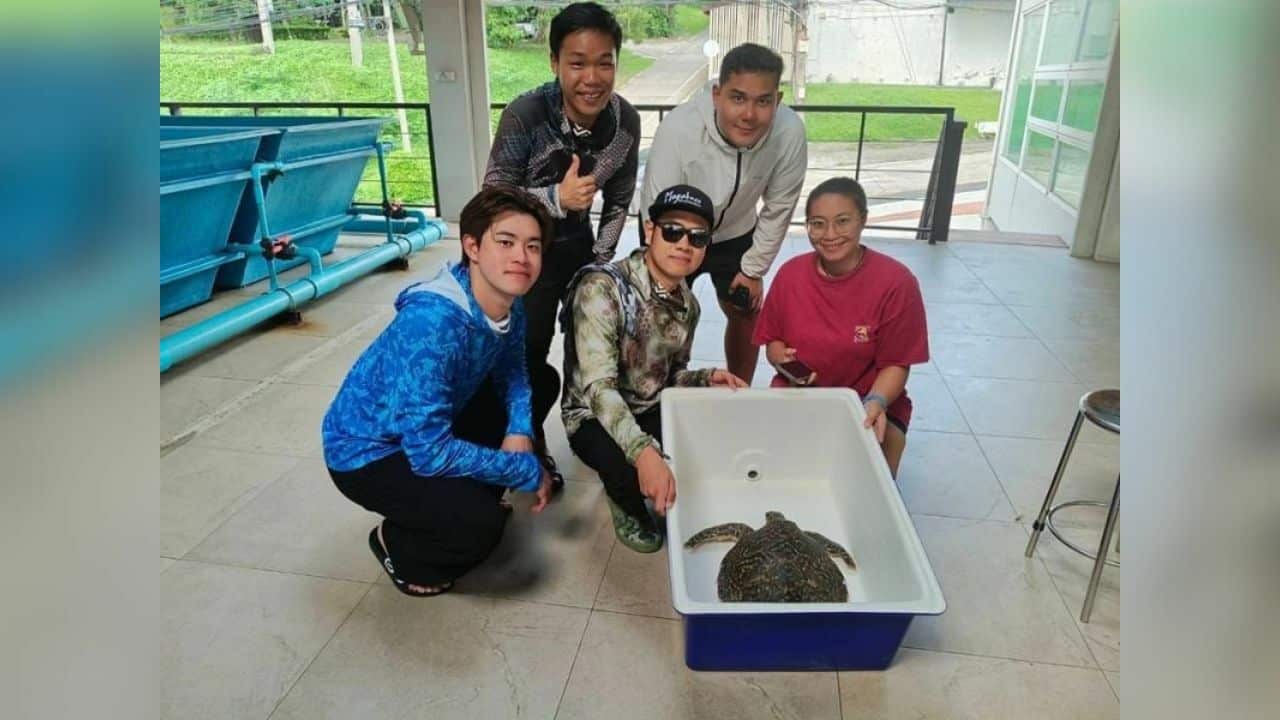 Phuket marine life in crisis as biologists save species