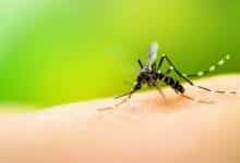 Thailand goes to war on dengue with free vaccine plan