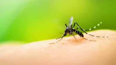 Thailand goes to war on dengue with free vaccine plan