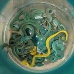 Vipers in luggage on Thailand to India flight spark trafficking alarm | Thaiger