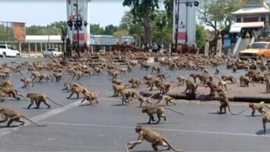 Monkey sterilisation drive ramps up in Lopburi crackdown