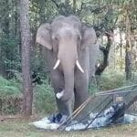 New compensation policy for wild elephant attacks in Thailand | Thaiger