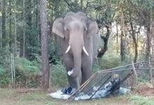 New compensation policy for wild elephant attacks in Thailand
