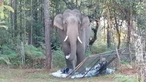 New compensation policy for wild elephant attacks in Thailand