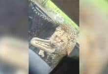 Playful leopard swipes tourist’s flip flop at Kanchanaburi safari (video)