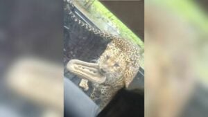Playful leopard swipes tourist’s flip flop at Kanchanaburi safari (video)