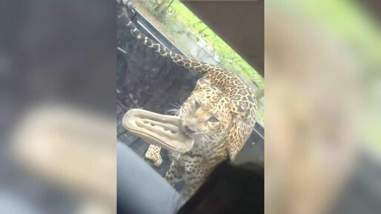 Playful leopard swipes tourist’s flip flop at Kanchanaburi safari (video)