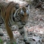 Tiger comeback: Prey release sparks hope in Thai jungle | Thaiger