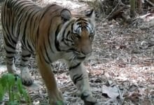 Tiger comeback: Prey release sparks hope in Thai jungle