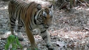 Tiger comeback: Prey release sparks hope in Thai jungle