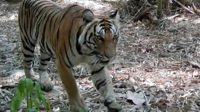 Tiger comeback: Prey release sparks hope in Thai jungle