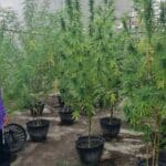 Bhumjaithai criticises Pheu Thai for cannabis regulation delays | Thaiger