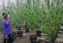 Bhumjaithai criticises Pheu Thai for cannabis regulation delays