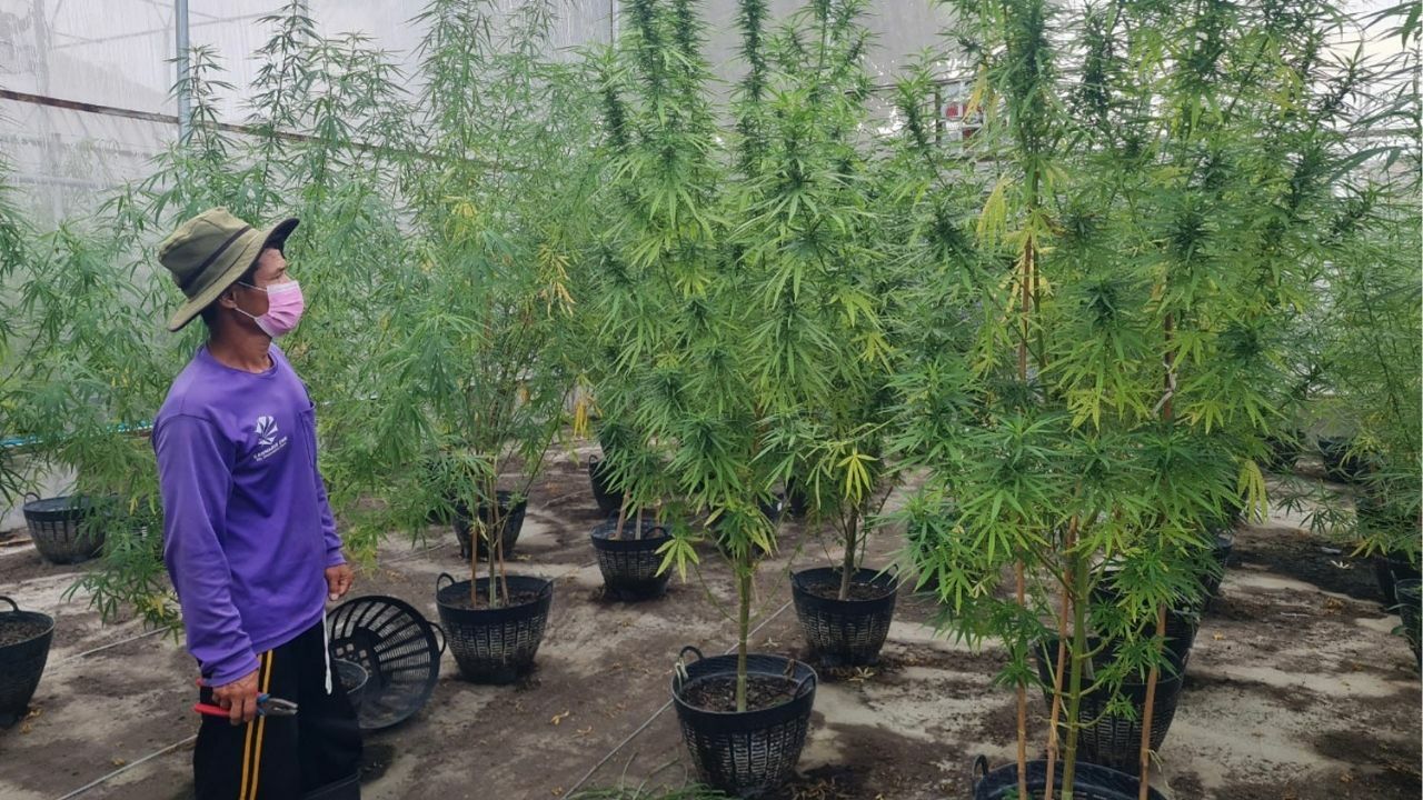 Bhumjaithai criticises Pheu Thai for cannabis regulation delays
