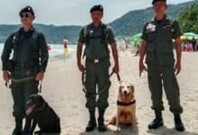 Patong Beach gets bomb squad and sniffer dogs for tourist safety