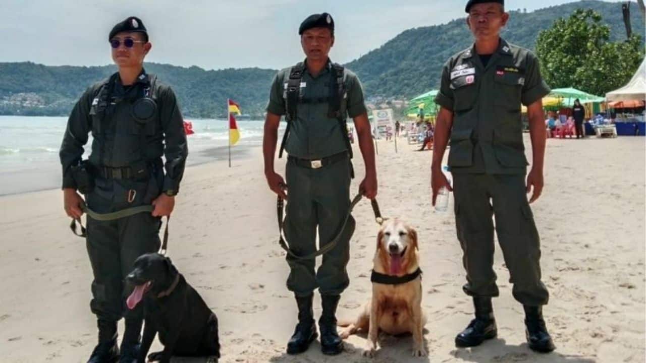 Patong Beach gets bomb squad and sniffer dogs for tourist safety
