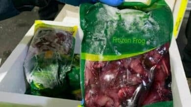 Woman caught smuggling exotic food from Thailand into Australia
