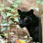 Black beauty: Rare leopard spotted at Phetchaburi national park | Thaiger