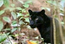Black beauty: Rare leopard spotted at Phetchaburi national park