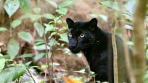Black beauty: Rare leopard spotted at Phetchaburi national park