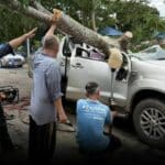 Peacock tree crushes pickup in Surat Thani, driver killed | Thaiger