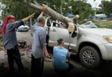Peacock tree crushes pickup in Surat Thani, driver killed