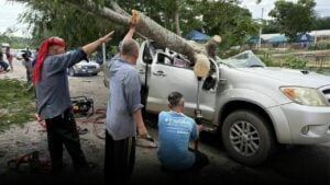 Peacock tree crushes pickup in Surat Thani, driver killed