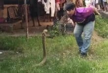 Giant king cobra invades Trang home, sparks lottery frenzy (video)
