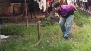Giant king cobra invades Trang home, sparks lottery frenzy (video)