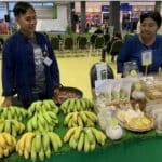 Golden GI banana boom brings millions to Chaiyaphum farmers | Thaiger