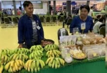 Golden GI banana boom brings millions to Chaiyaphum farmers