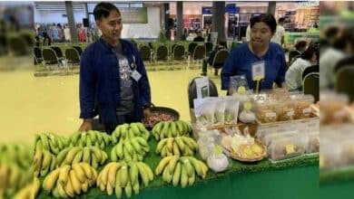Golden GI banana boom brings millions to Chaiyaphum farmers