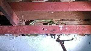 Family in Prachin Buri alarmed by snake invasion