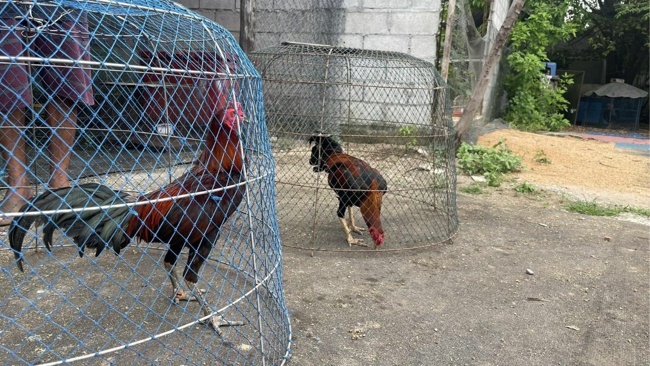 Fowl play: Pattaya bird bandits ruffle feathers in cocky heist