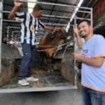 Moo-tor deals: Yala car boss throws in a cow with every sale | Thaiger