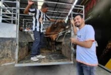 Moo-tor deals: Yala car boss throws in a cow with every sale