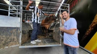 Moo-tor deals: Yala car boss throws in a cow with every sale