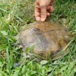 Phayao man finds lucky softshell turtle in his home | Thaiger