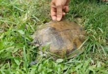 Phayao man finds lucky softshell turtle in his home