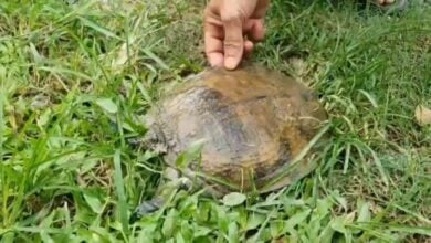 Phayao man finds lucky softshell turtle in his home