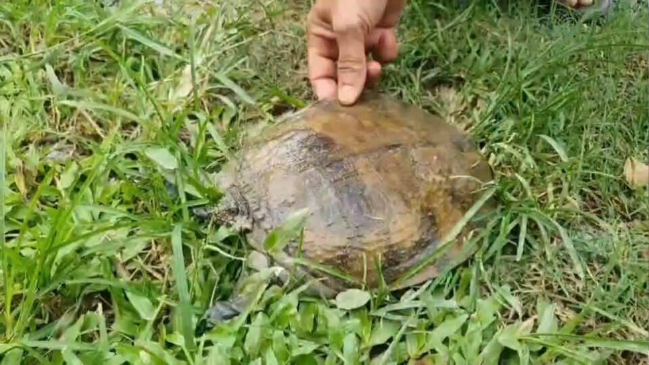 Phayao man finds lucky softshell turtle in his home
