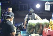 Pattaya police bottle kratom cocktail racket in midnight raids