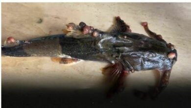 Fishy business: Mutant fish found in the Mekong River